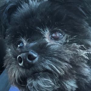 Meet your Posher, Leeza